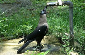 A thirsty crow drinks water from tap in the city during a hot day in the city