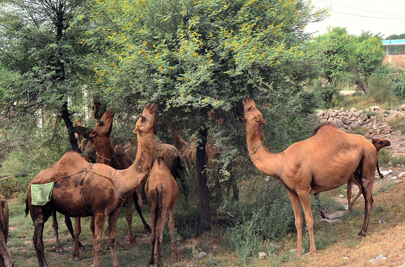 A herd of camels eating green branches of tree at bypass road.