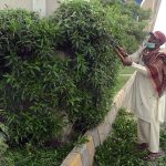 PHA staffer is trimming plants on green belt near Changi No. 09