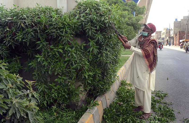 PHA staffer is trimming plants on green belt near Changi No. 09