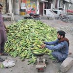 A vendor weighing and selling fresh corn cobs to the retailer at a Vegetable Market