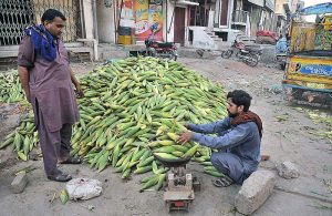A vendor weighing and selling fresh corn cobs to the retailer at a Vegetable Market