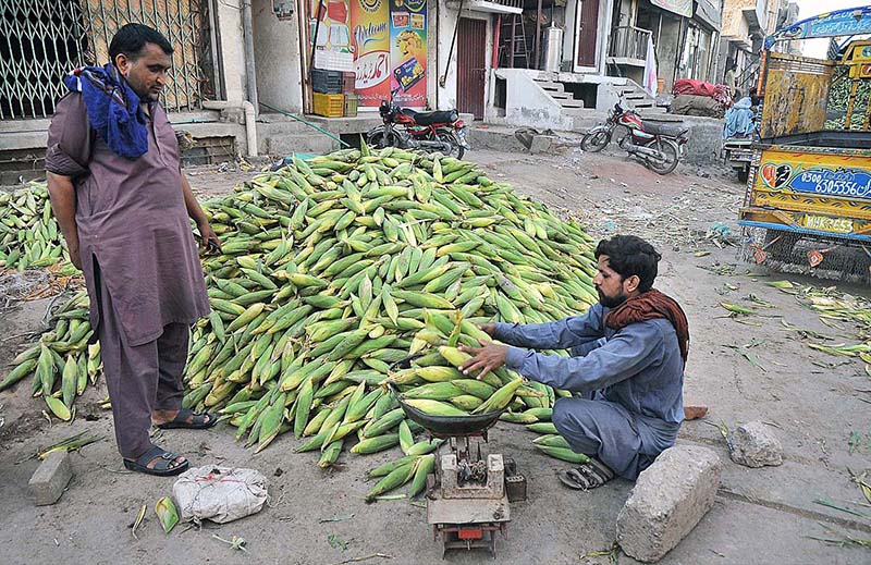 A vendor weighing and selling fresh corn cobs to the retailer at a Vegetable Market