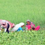 Women farmers collecting vegetables from their farm fields