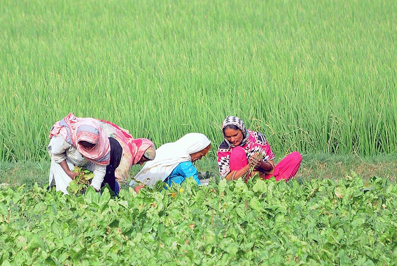 Women farmers collecting vegetables from their farm fields