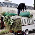 Gypsy women loading grass on the vehicle at roadside