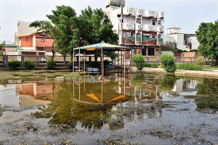 A view of stagnant rain water accumulated in Sachal Colony Park A view of stagnant rain water accumulated in Sachal Colony Park