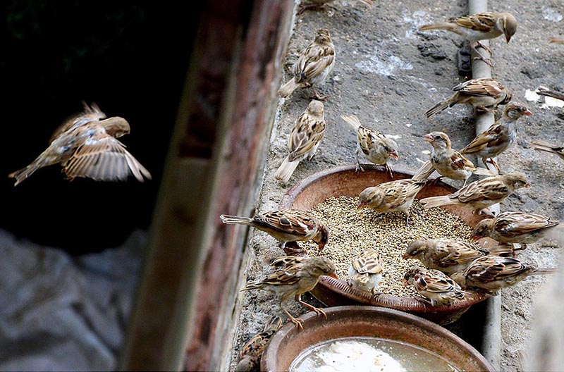Sparrows picking food from the clay made pot on the wall
