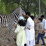 Visitors feeding Zebras at a Local Zoo in the Federal Capital.