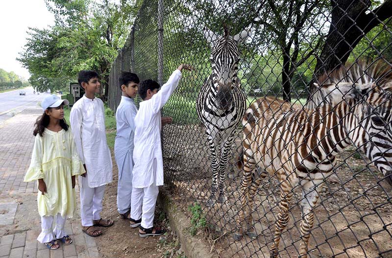 Visitors feeding Zebras at a Local Zoo in the Federal Capital.
