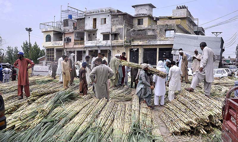 Laborers carrying a bundle of sugarcane after off load from a delivery truck at fruit and vegetable market