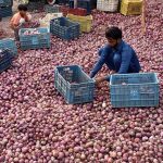 Labourers sorting good quality of onions at Singhpura Vegetable and Fruit Market in the Provincial Capital