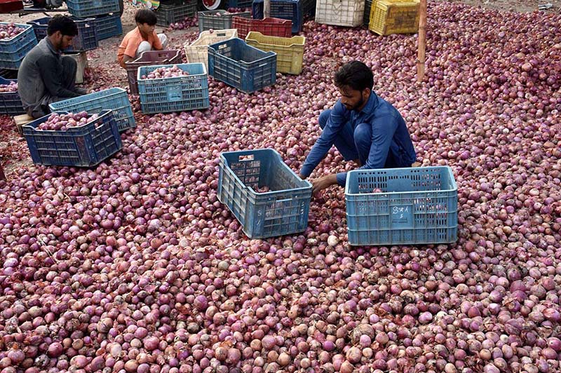 Labourers sorting good quality of onions at Singhpura Vegetable and Fruit Market in the Provincial Capital