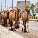 A shepherd on the way back after grazing his camels at Larkana-Dokri Road