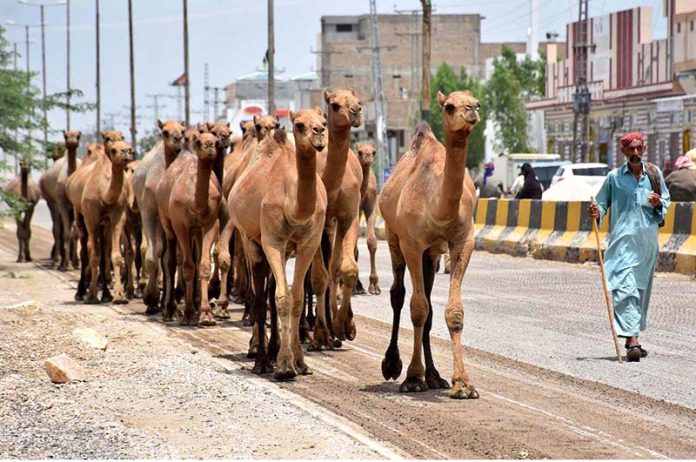 A shepherd on the way back after grazing his camels at Larkana-Dokri Road