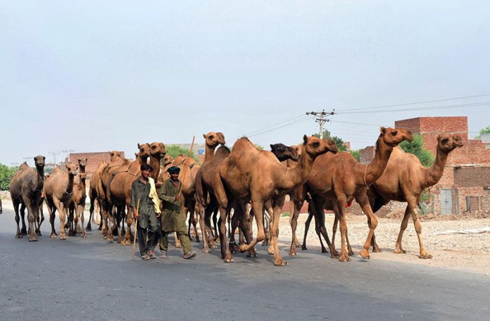 Shepherds guiding their herd of camels heading towards the grazing field at Bypass Road