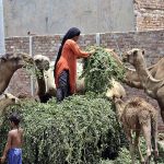 A gypsy lady is busy feeding to the camels with green fodder outside her makeshift home.