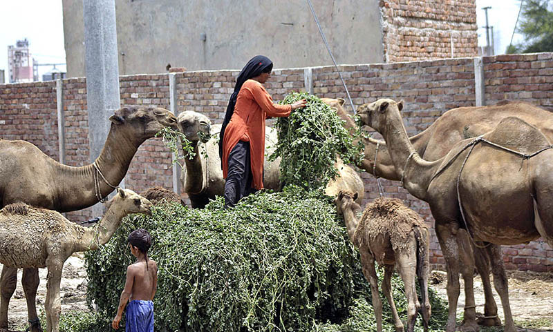 A gypsy lady is busy feeding to the camels with green fodder outside her makeshift home.