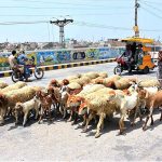A Woman shepherd along with herd of sheep passing from Railway over bridge Road