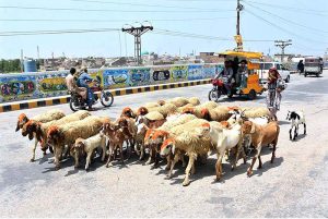 A Woman shepherd along with herd of sheep passing from Railway over bridge Road