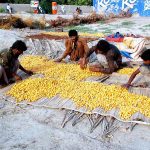 Farmers spreading dates for drying purpose placed under sunlight