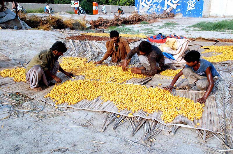 Farmers spreading dates for drying purpose placed under sunlight