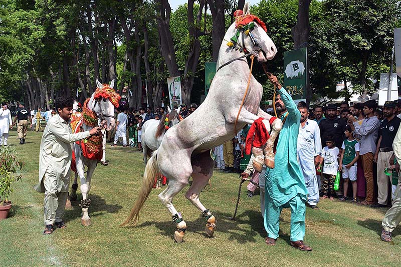 The horsemen are performing horse dance on the occasion of 77th Independence Day celebration at Commissioner Complex