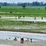 Workers sowing paddy crop in traditional method at their farm field in the outskirts of the city