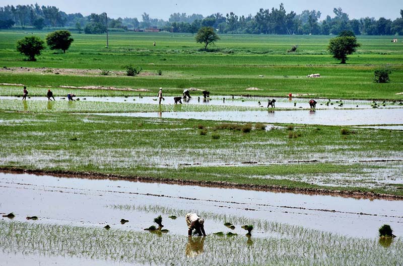 Workers sowing paddy crop in traditional method at their farm field in the outskirts of the city