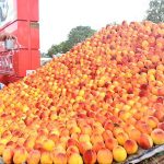 A vendor arranging and displaying seasonal fruit peach to attract the customer at his roadside setup