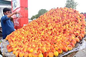 A vendor arranging and displaying seasonal fruit peach to attract the customer at his roadside setup