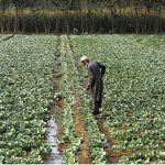 An old farmer busy in routine work in his field near Northern bypass