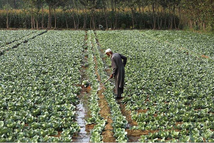An old farmer busy in routine work in his field near Northern bypass