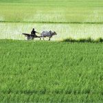 A farmer leading a bullock cart past a field after sowing paddy at outskirt in the Provincial Capital