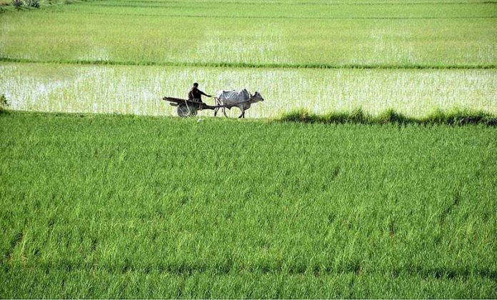 A farmer leading a bullock cart past a field after sowing paddy at outskirt in the Provincial Capital