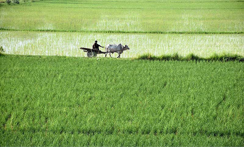 A farmer leading a bullock cart past a field after sowing paddy at outskirt in the Provincial Capital