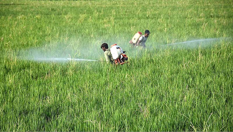 A farmer leading a bullock cart past a field after sowing paddy at outskirt in the Provincial Capital