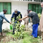 tree plantation drive