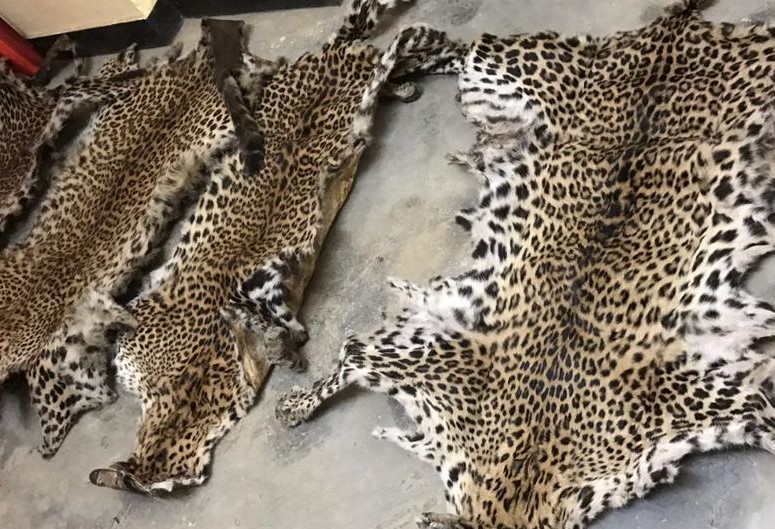 Bid to smuggle four leopard skins foiled, four poachers arrested