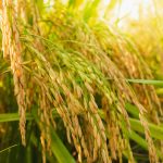 chinese researcher-rice yield