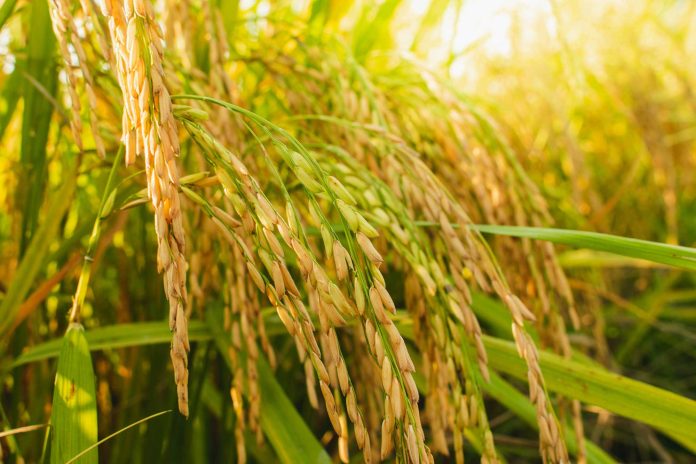chinese researcher-rice yield