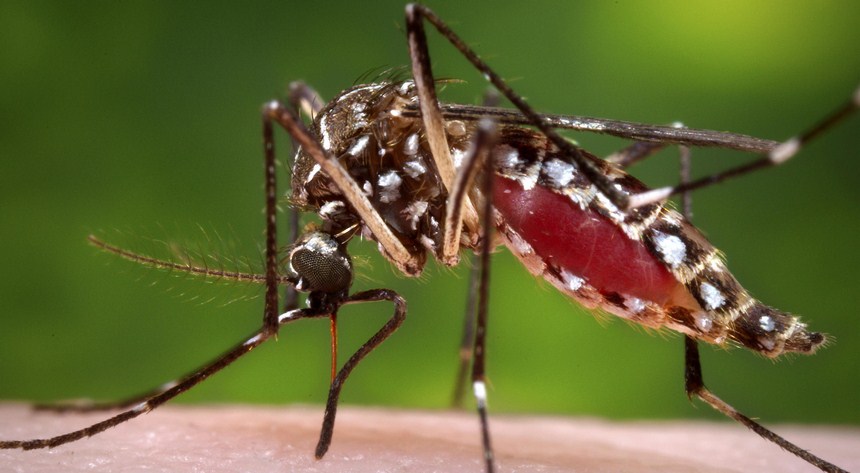 97 new dengue cases reported in Punjab