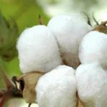 Cotton yielding
