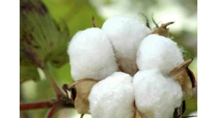 Cotton yielding