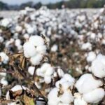 cotton