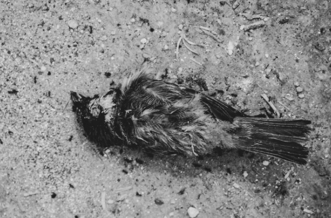 Death of countless birds goes unnoticed owing to lack of food, water on rooftops