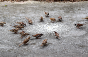 Death of countless birds goes unnoticed owing to lack of food, water on rooftops