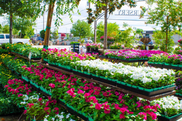 PHA aims to transform horticulture with Ambitious Nursery Project