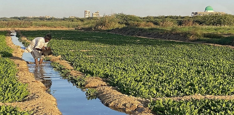 BFA destroys vegetables cultivated with sewage water on over 250 acres