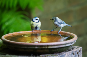 Death of countless birds goes unnoticed owing to lack of food, water on rooftops
